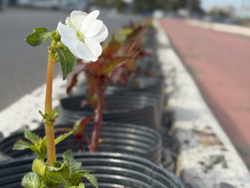 rs-407-recebe-flores-para-embelezar-entrada-de-capao-da-canoa